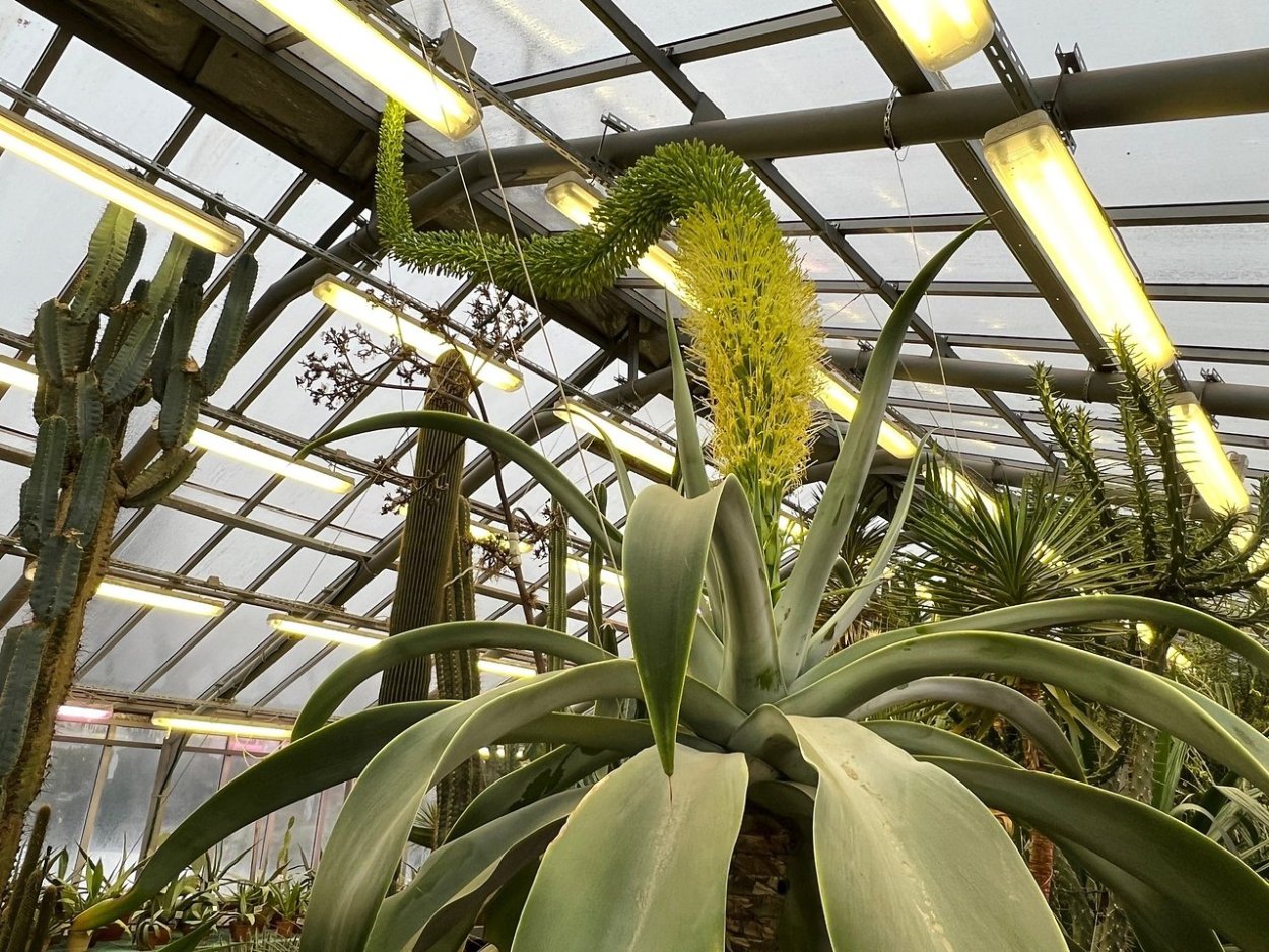 Агава Северной Америки