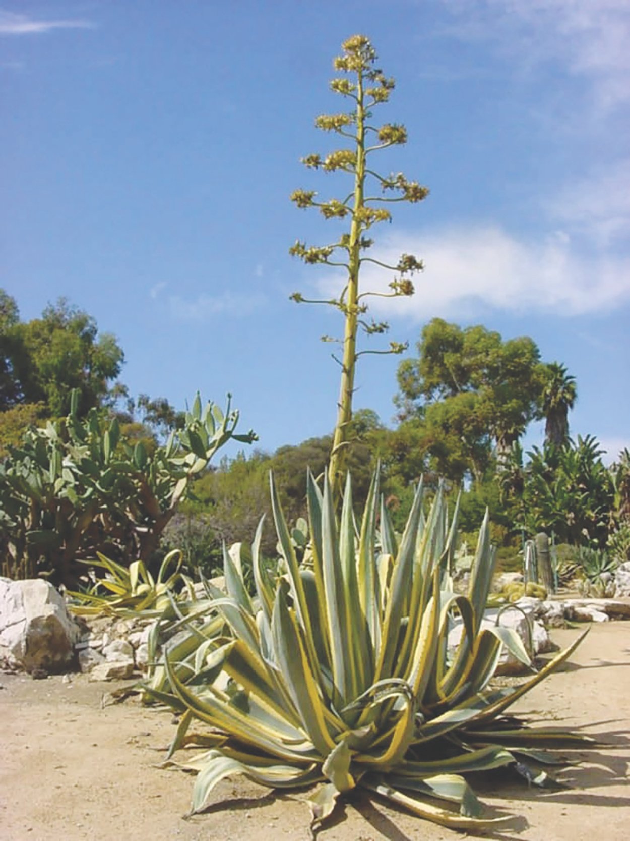 Агава Американа Вариегата