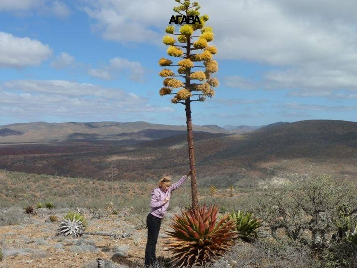 Голубая Агава цветение