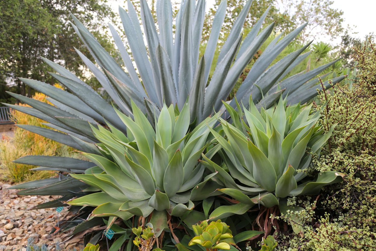 Агава Северной Америки