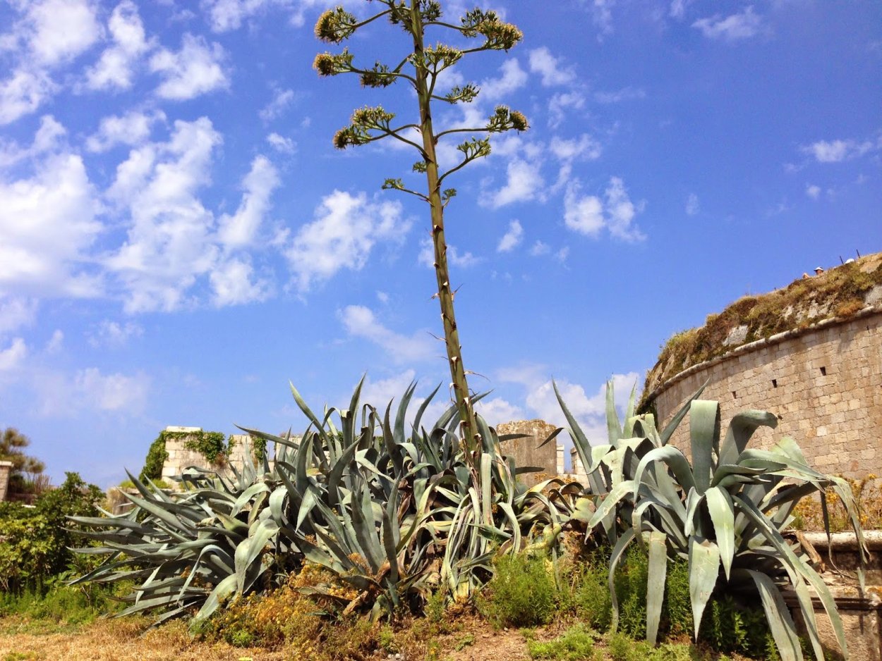 Голубая Агава цветение
