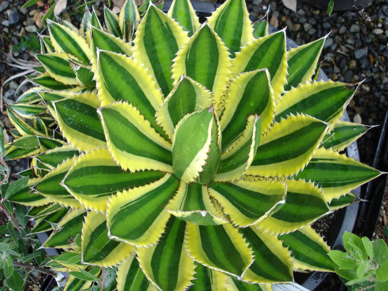 Agave lophantha quadricolor