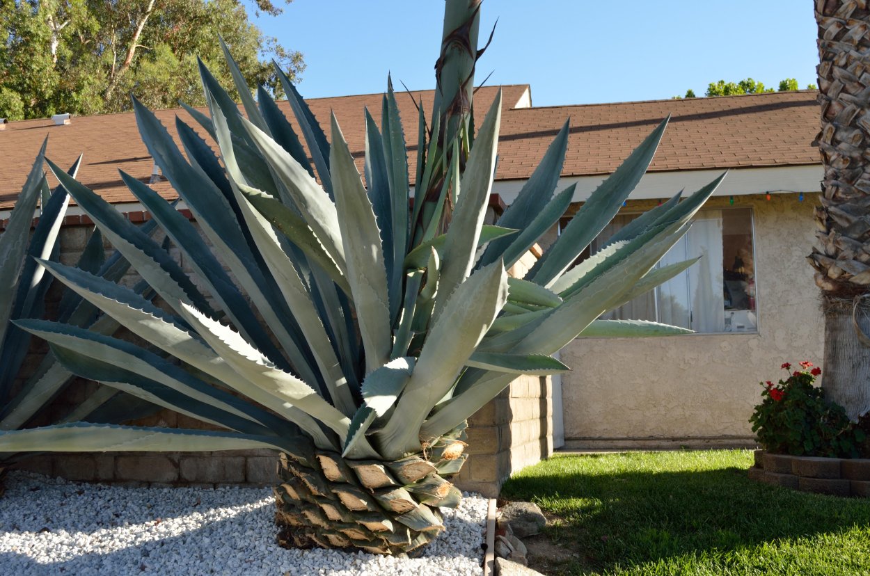 Агава растение