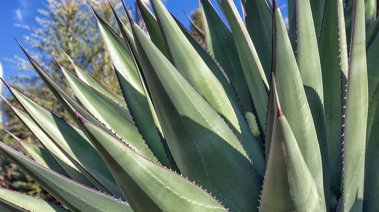 Агава растение