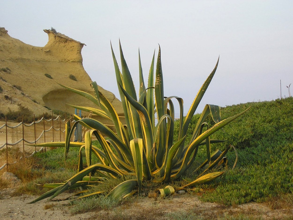 Цветущая Агава американская