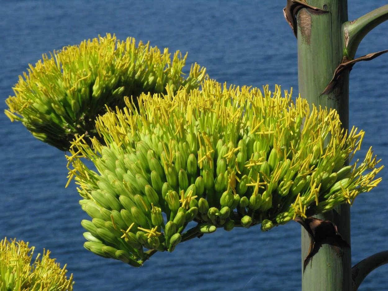 Агава американская цветение