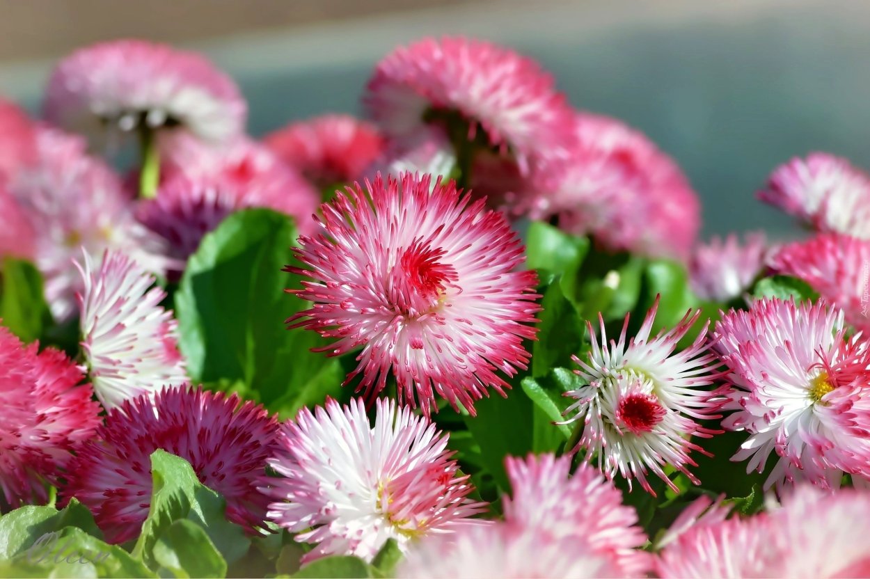 Ромашка цветок рисунок