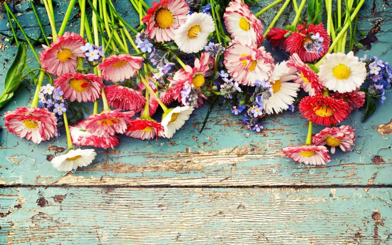 Желтые цветы на белом фоне