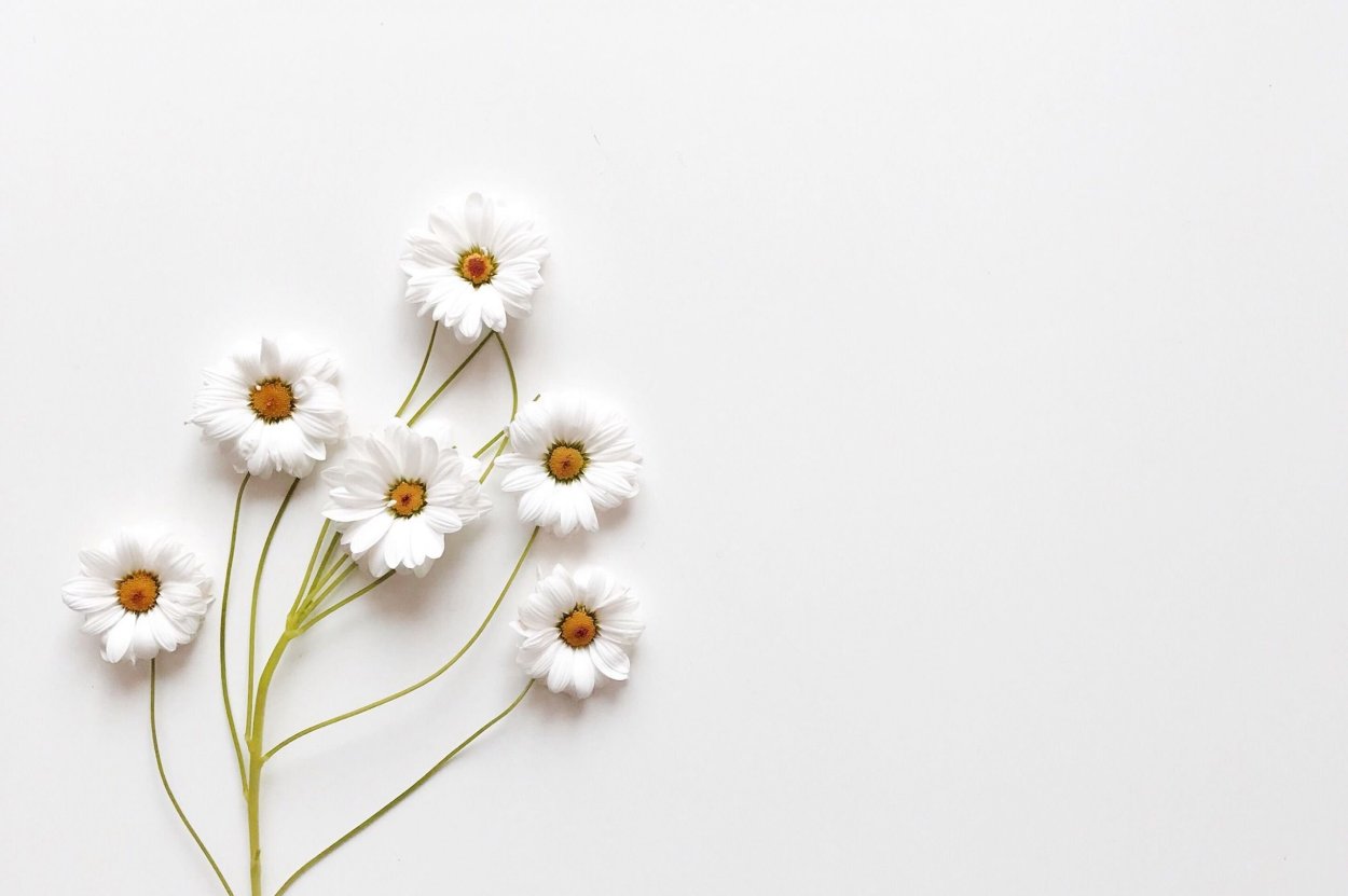 Ромашка рисунок карандашом