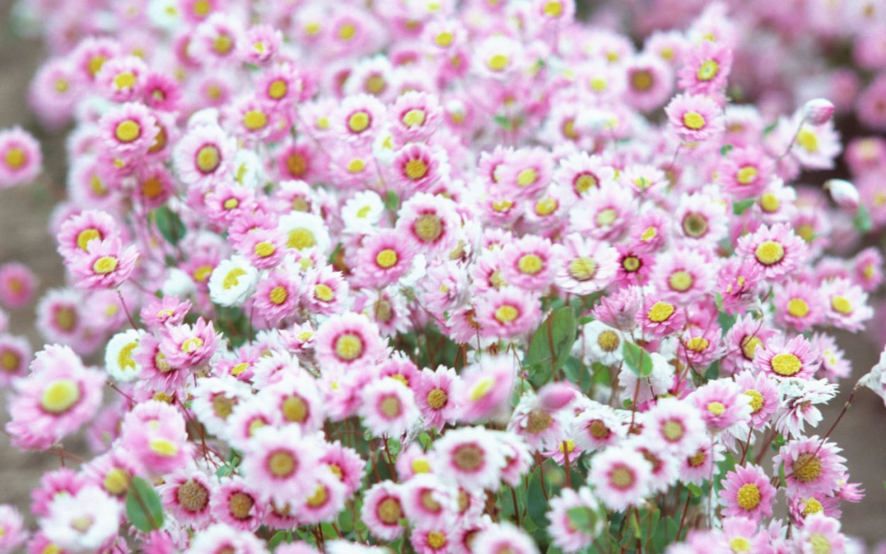 Букет ромашек на столе