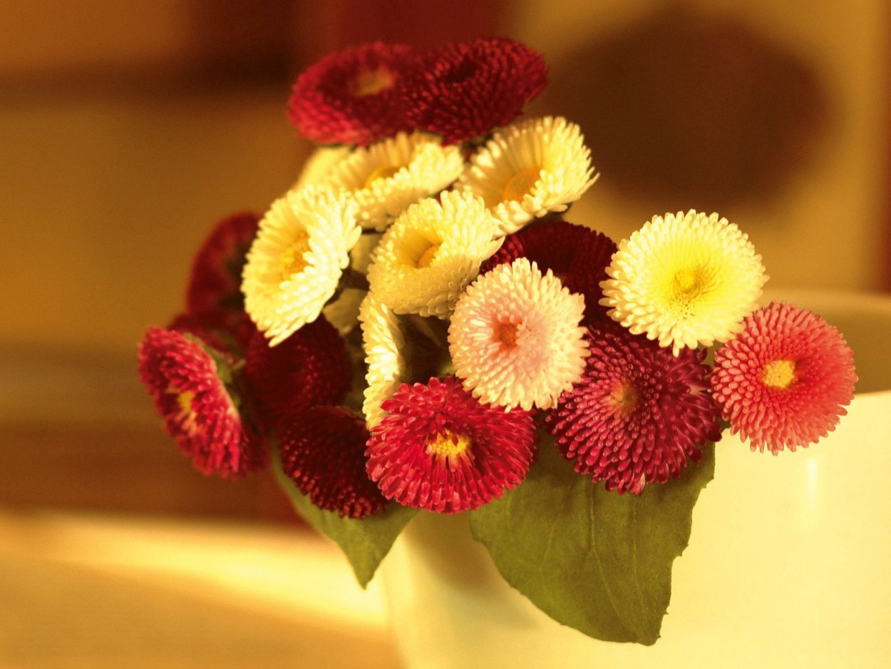 Маргаритки букет красивый