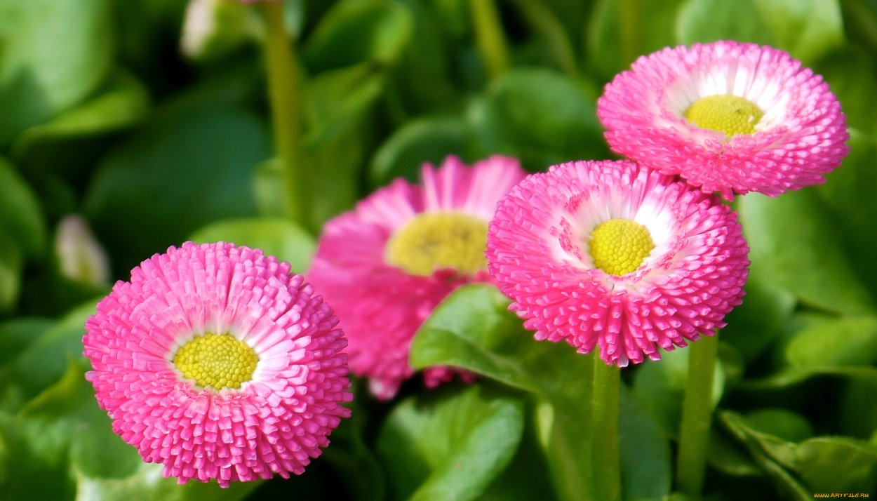 Маргаритки и ромашки букет