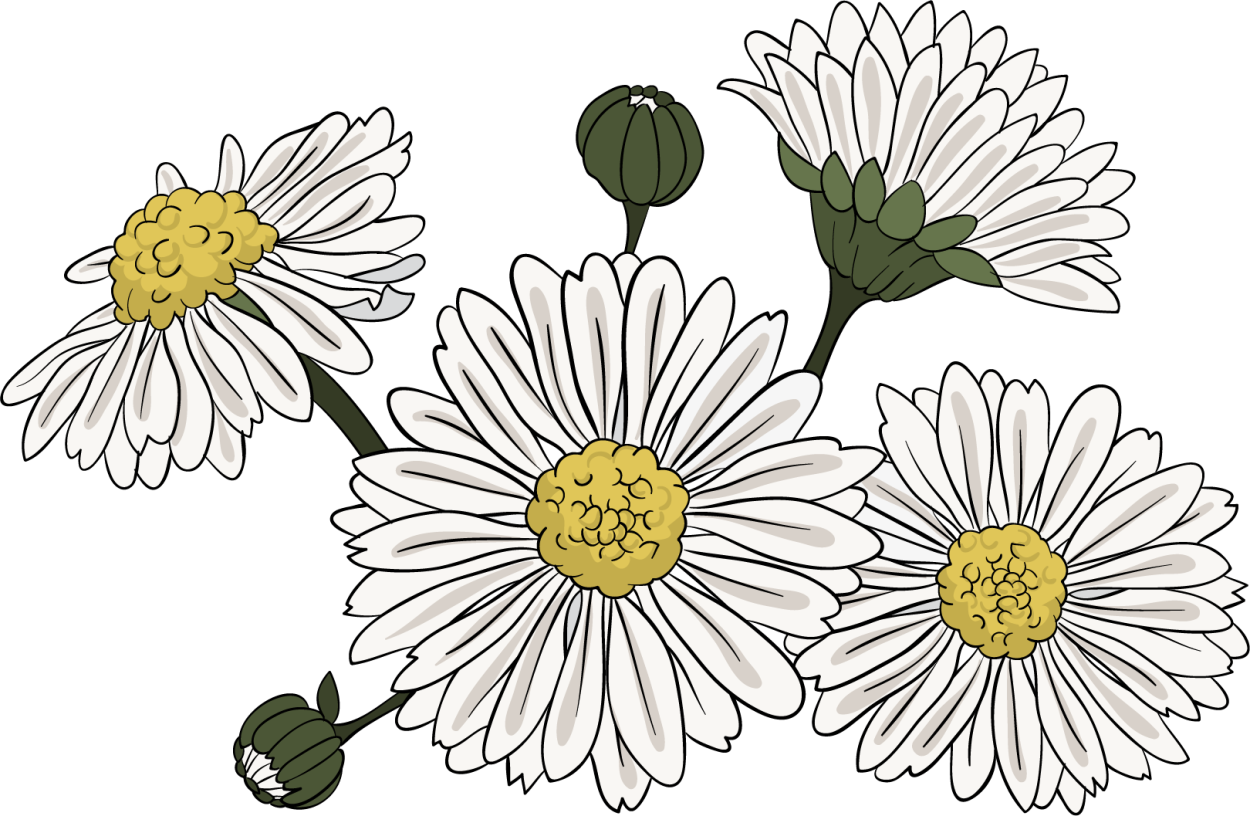 Ромашка набросок рисунок