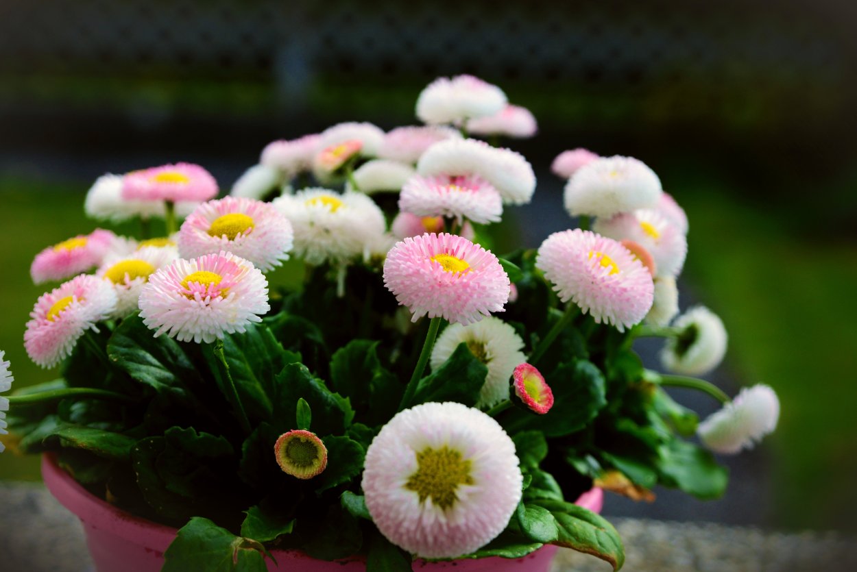 Букет из живых маргариток