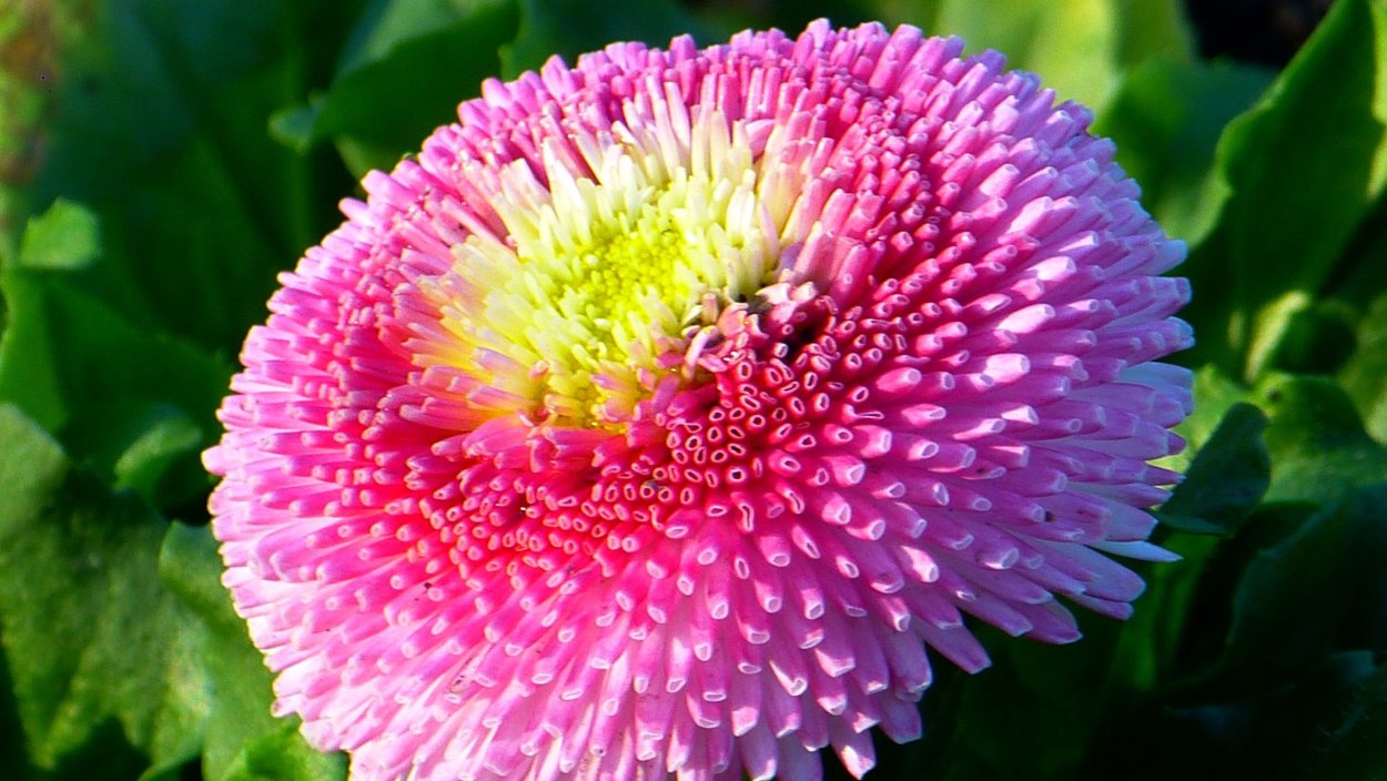 Букет маргариток