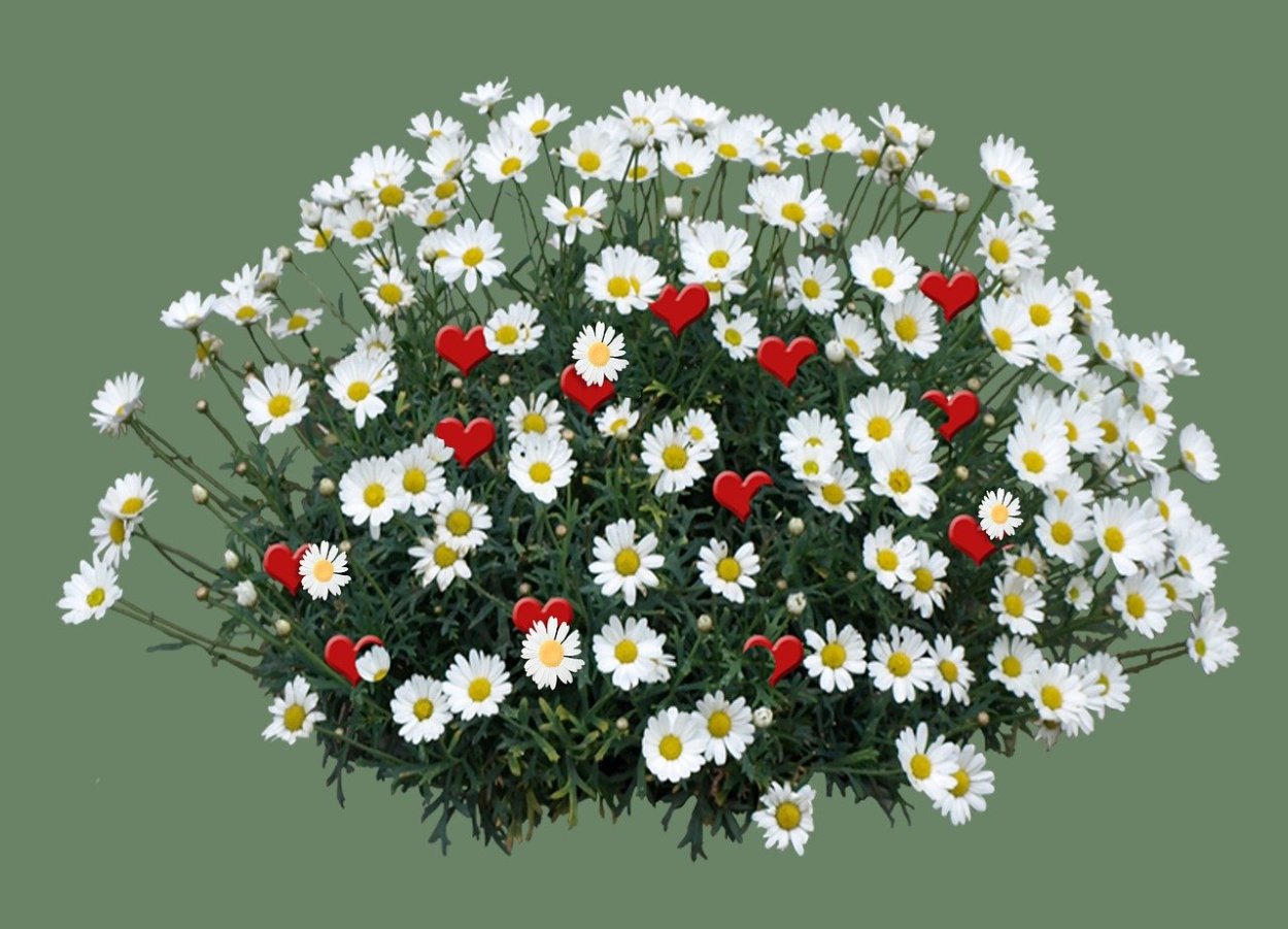 Букет из анемонов и ромашки