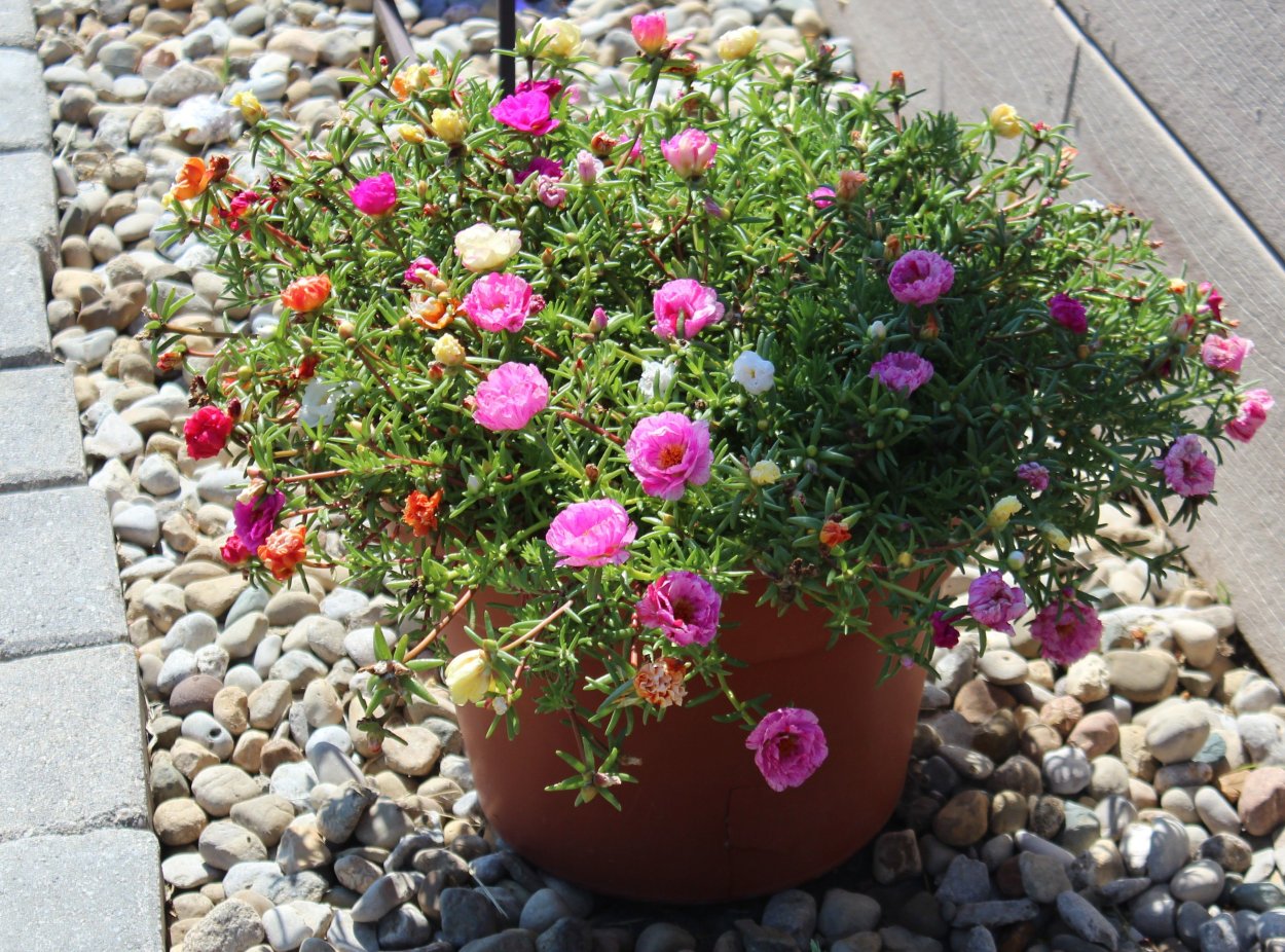 Портулак умбратикола