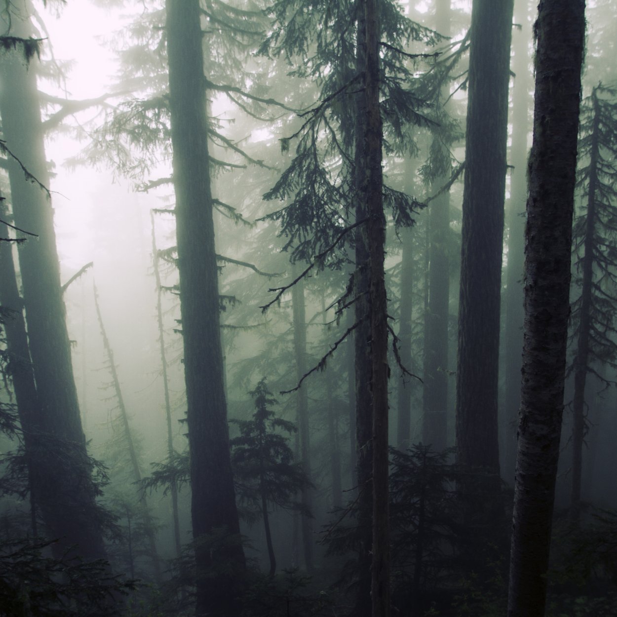 Лес Форкса Эстетика