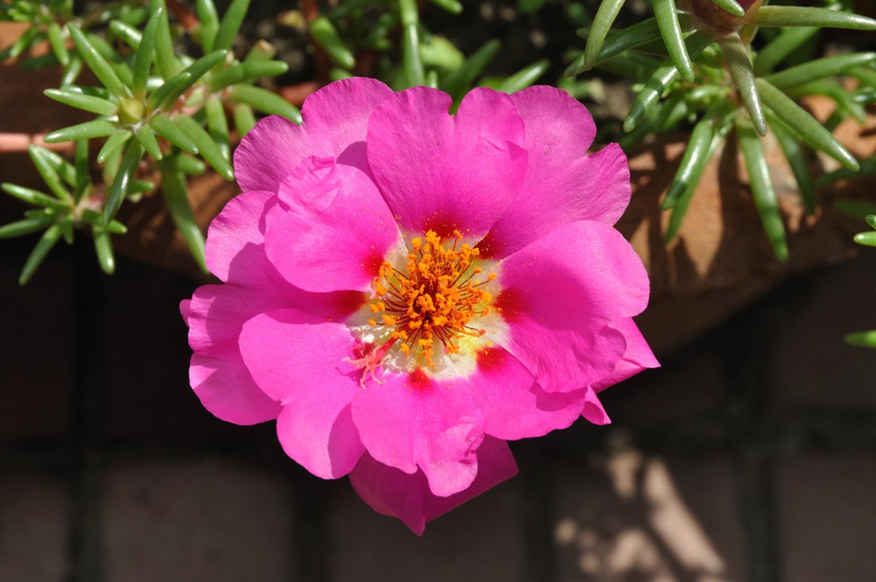 Портулак махровый красный коврик