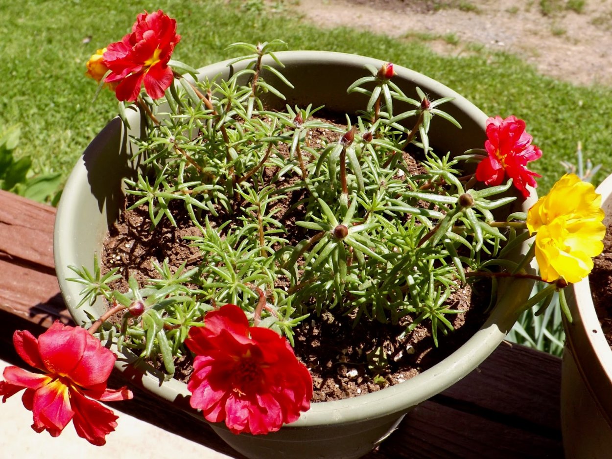 Портулак гидропоника