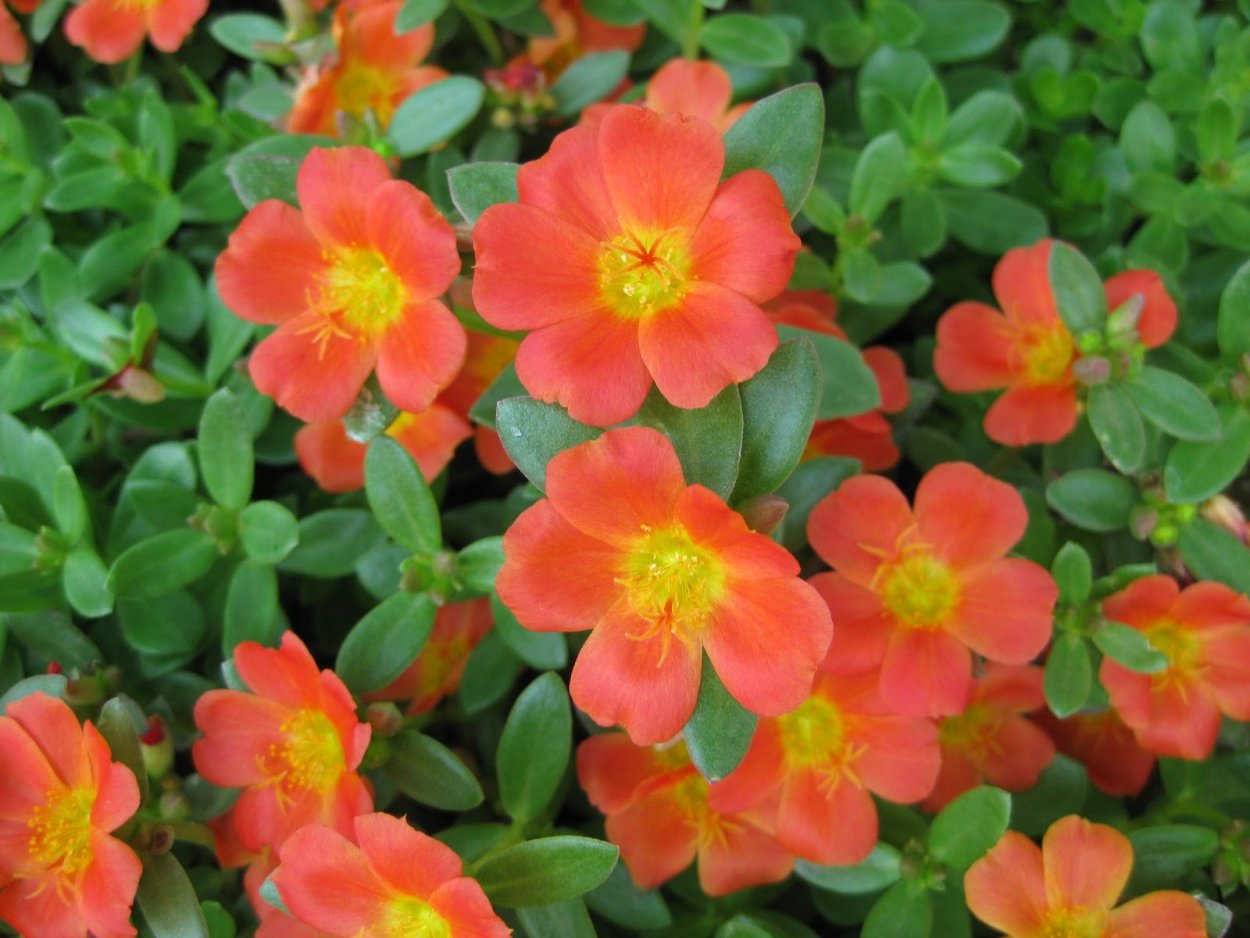 Полуденный Жар портулак