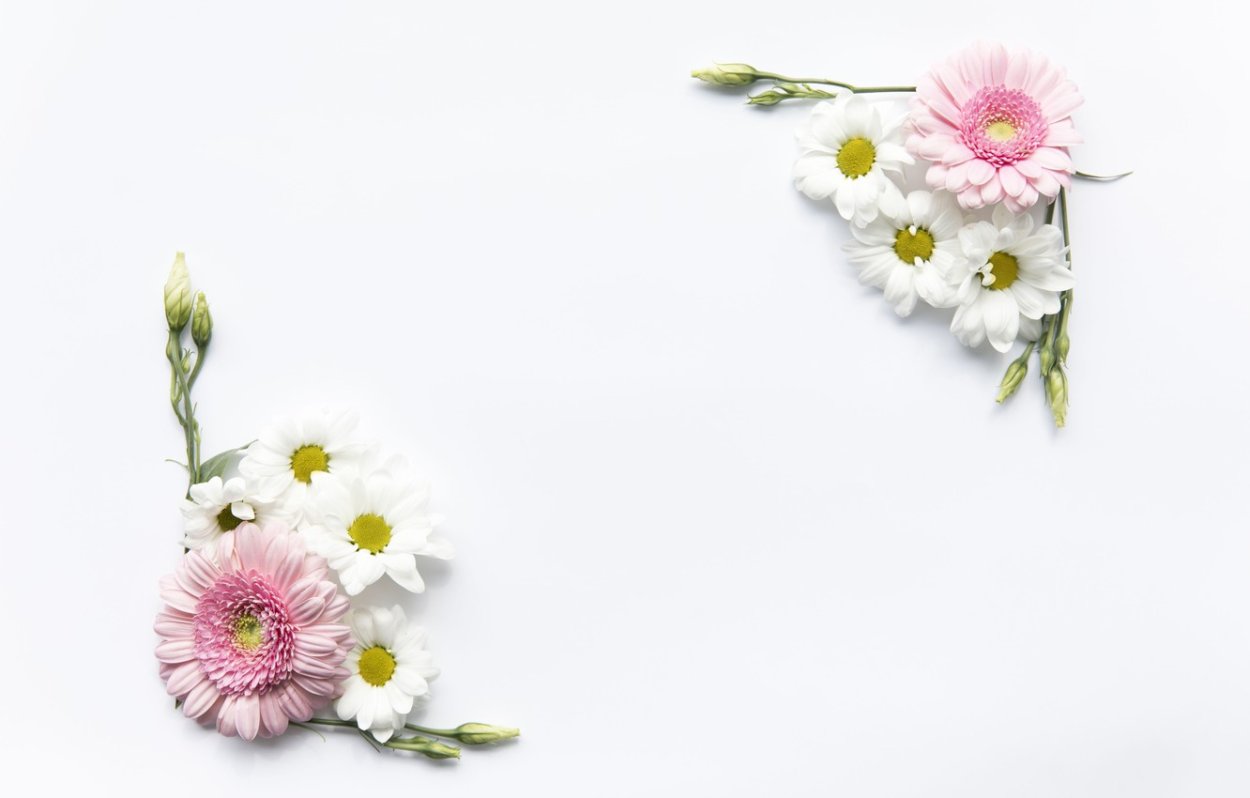 Маргаритки цветы