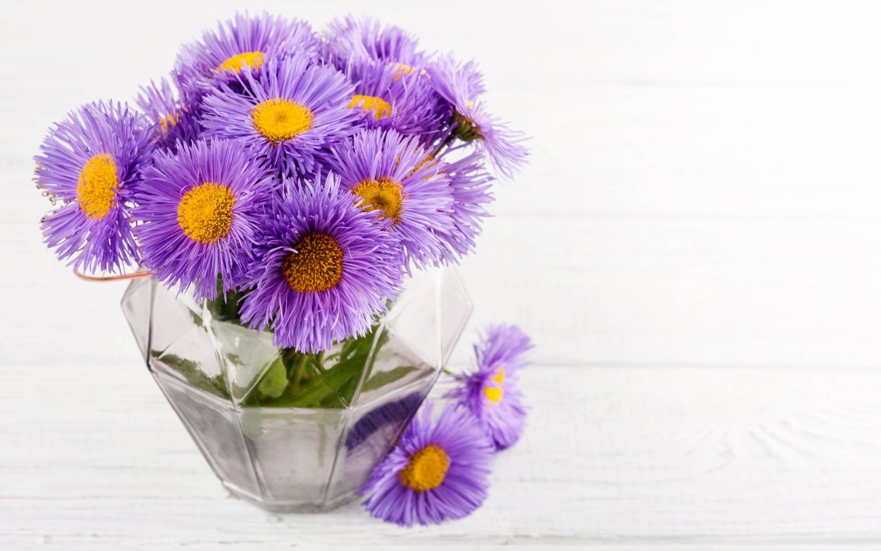 Дейзи цветок Маргаритка