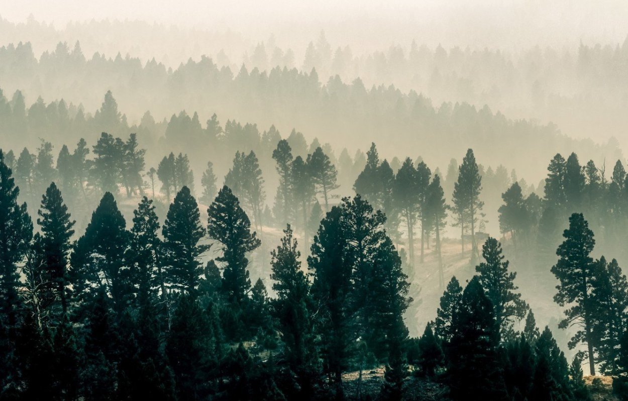 Верхушки деревьев