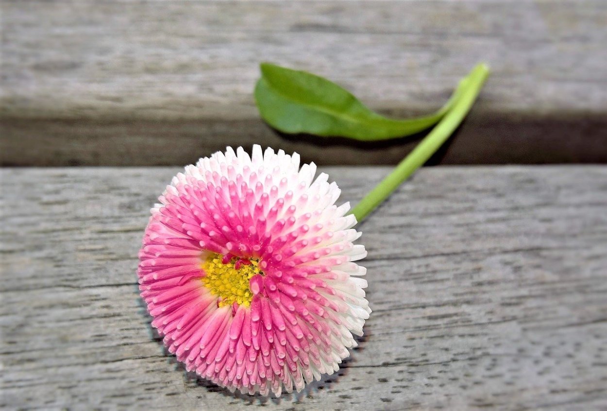 Ромашки aesthetic