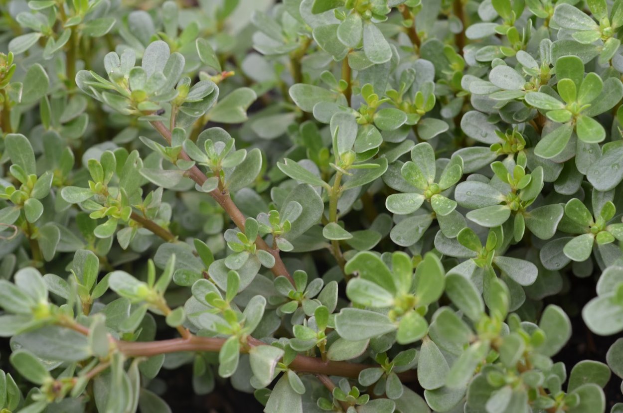 Rose Moss. Portulaca grandiflora