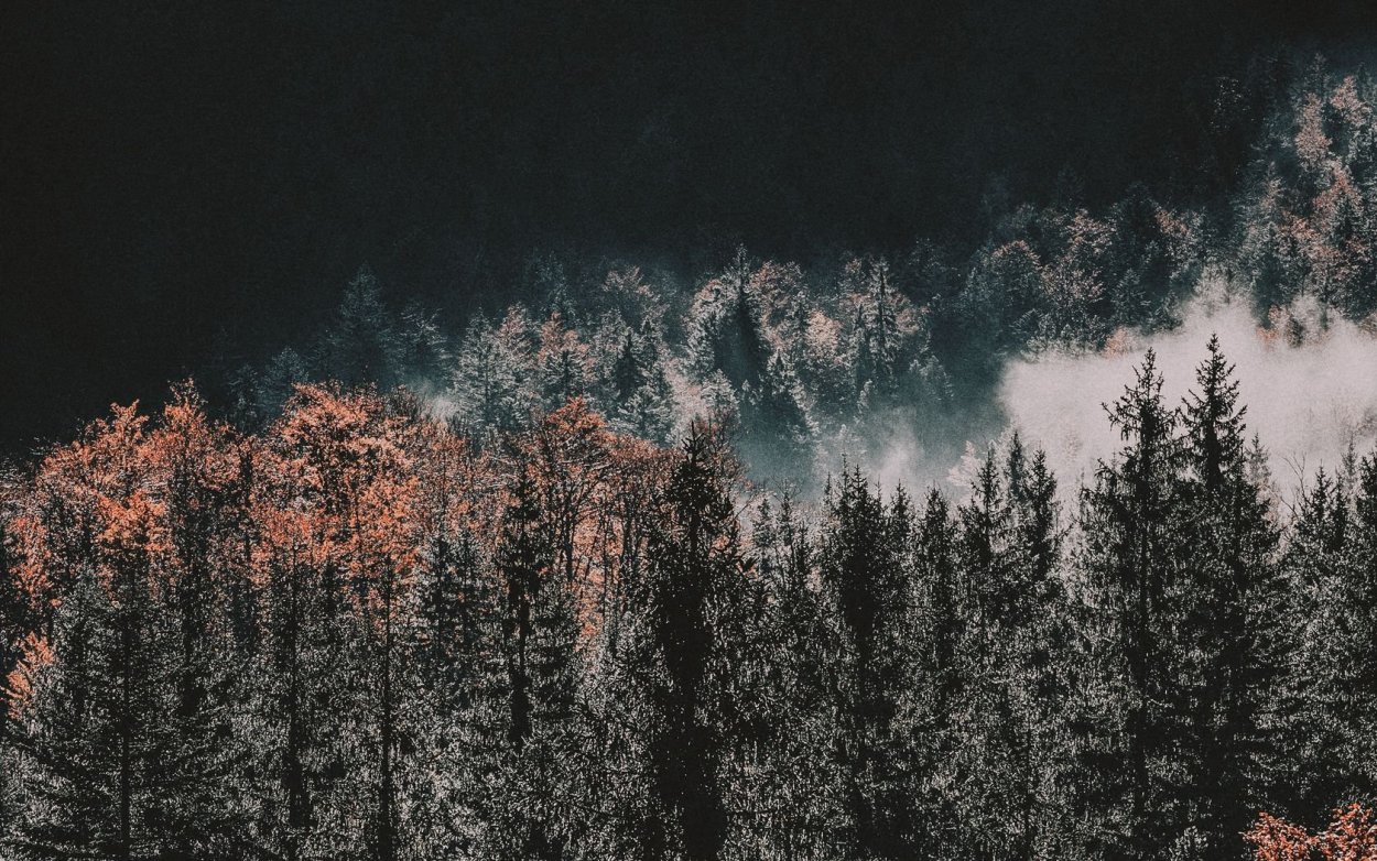 Шварцвальд Эстетика