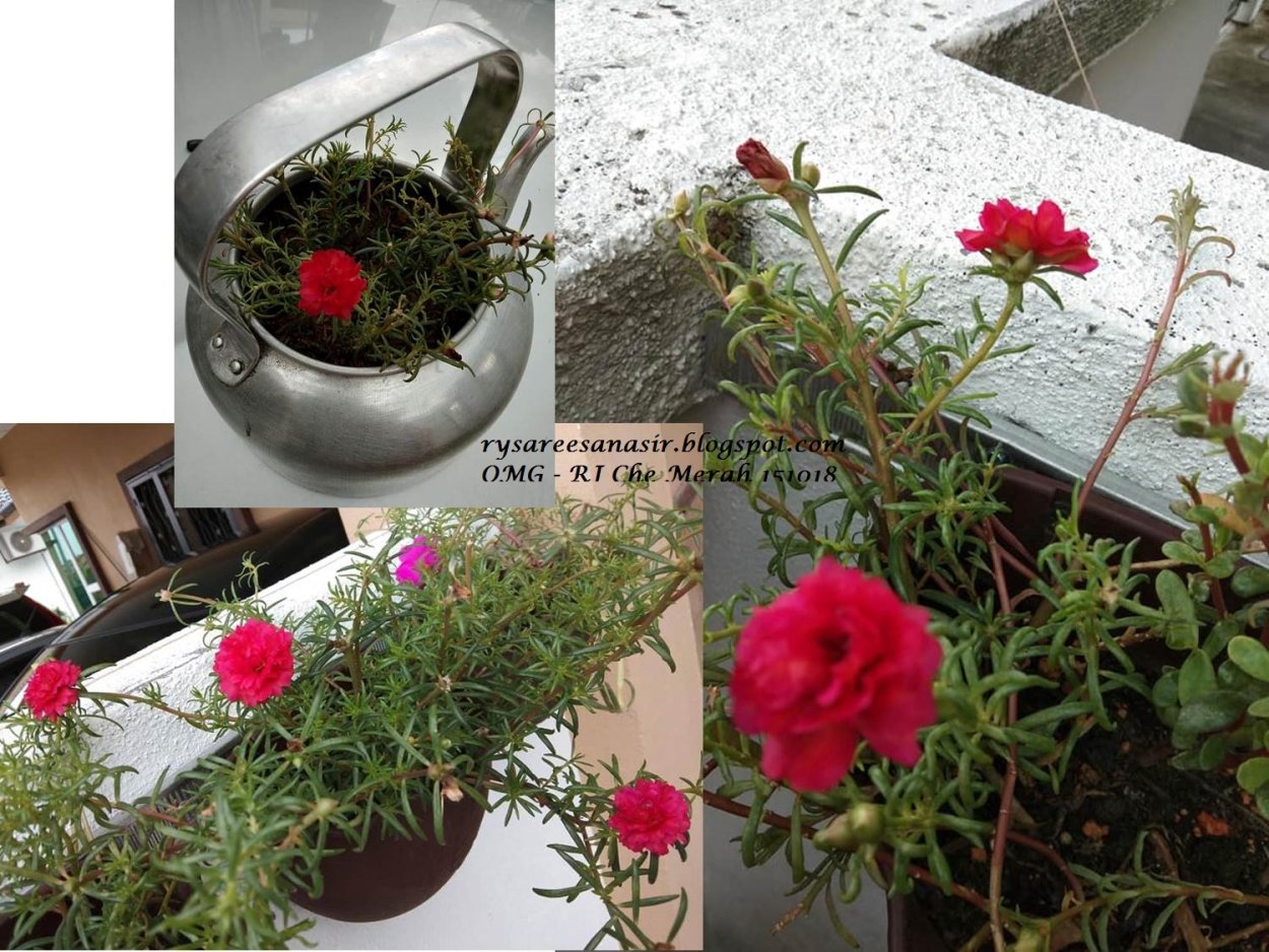 Портулак Роуз