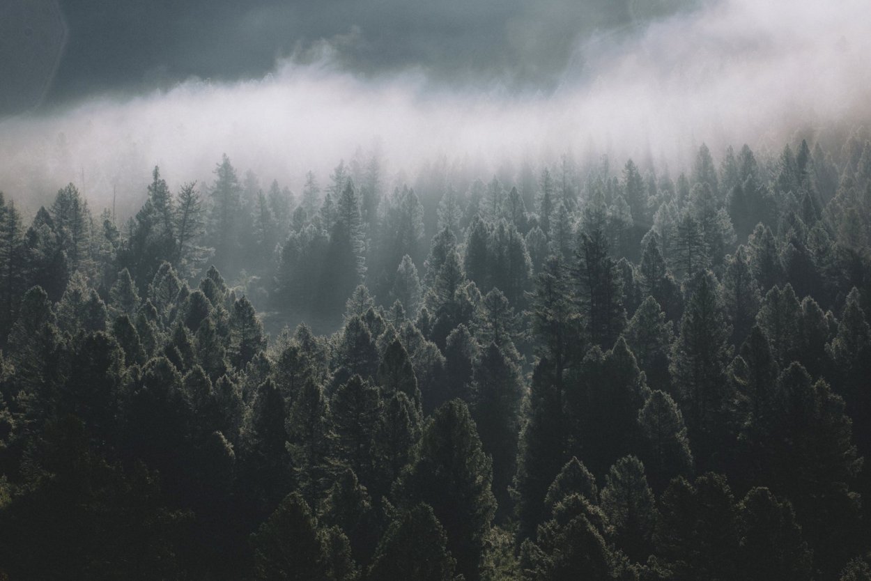 Эстетика тайги Сибири