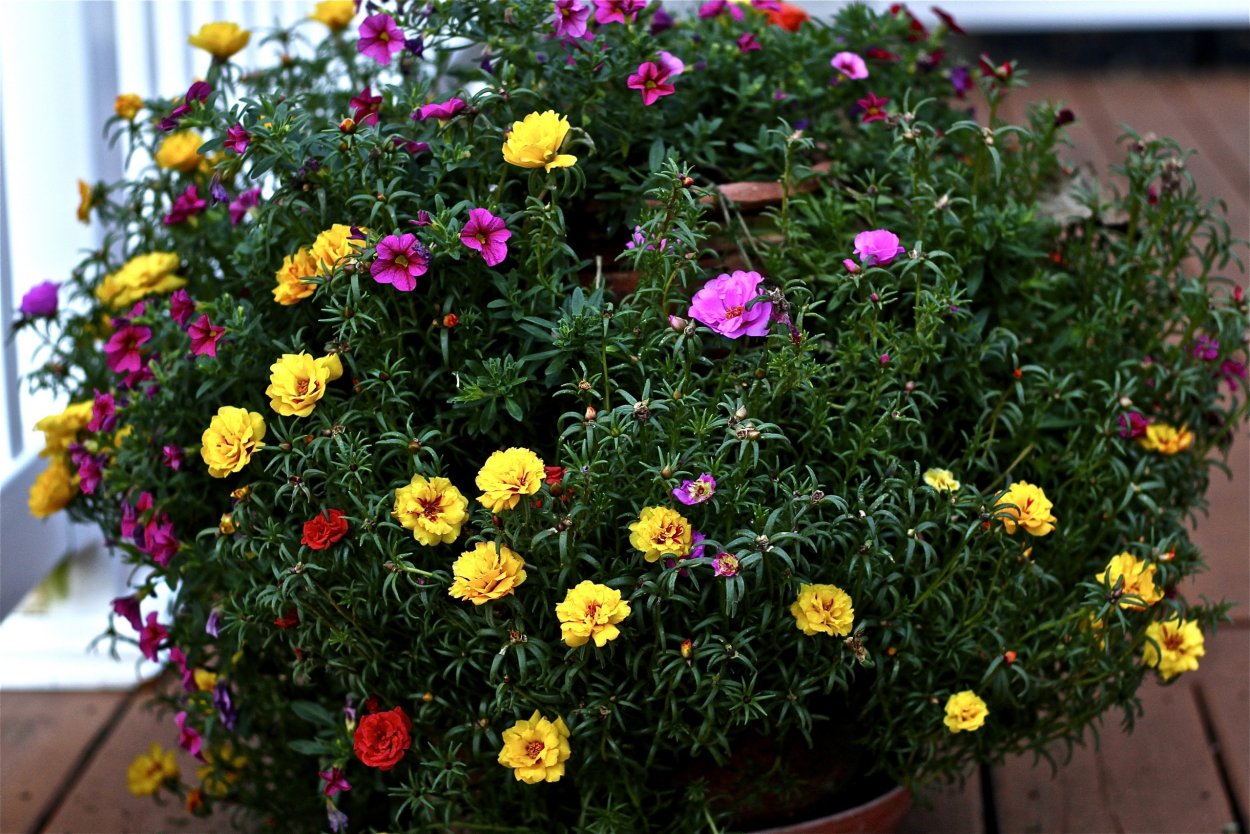 Портулак Хэппи