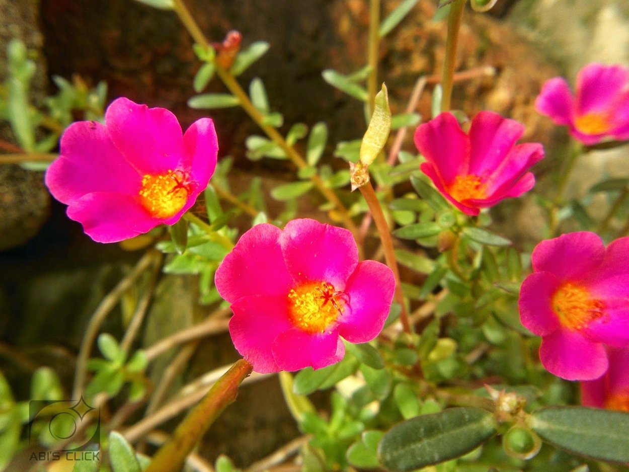 Портулак ампельный махровый