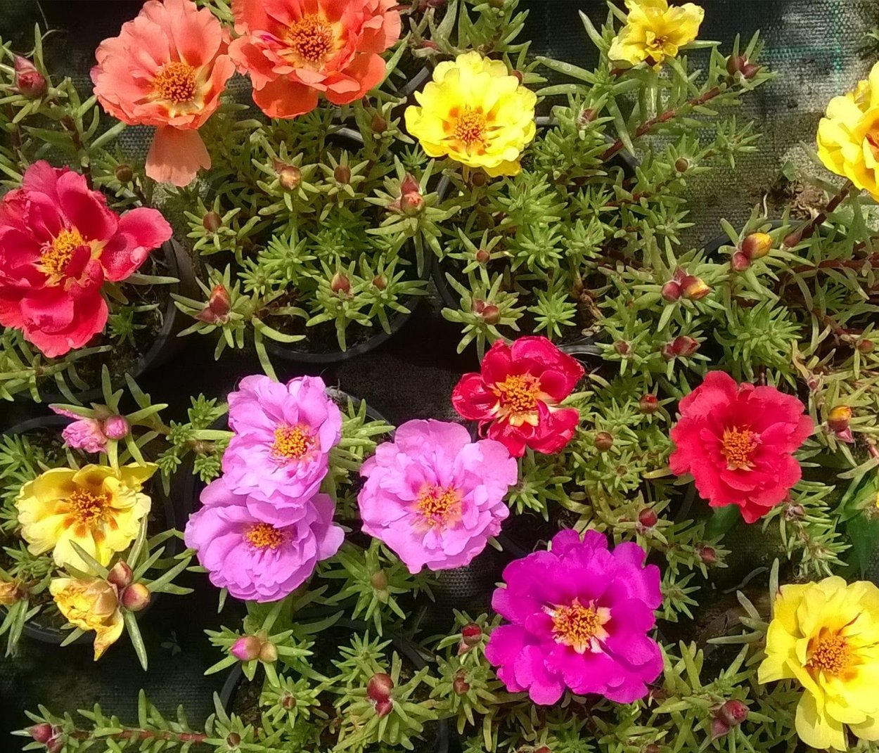 Портулак белый махровый