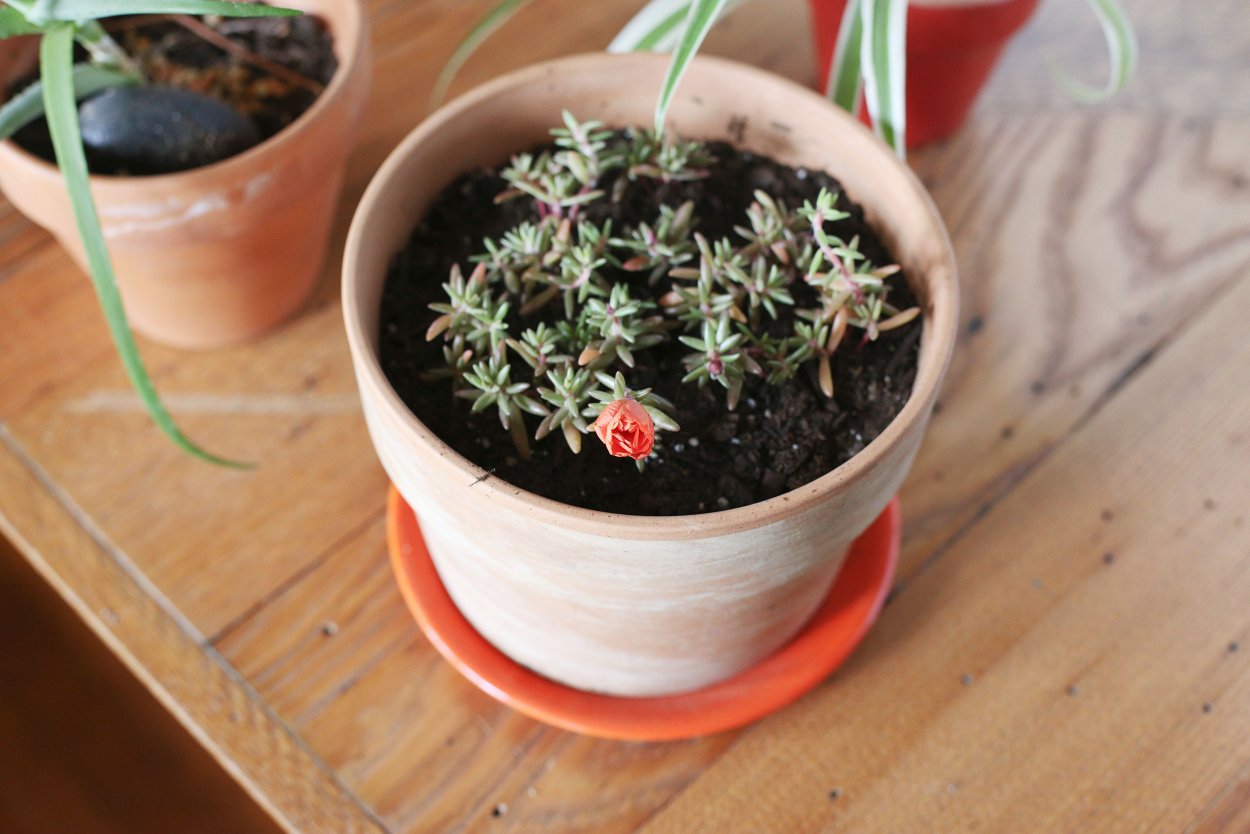 Портулак фламенко