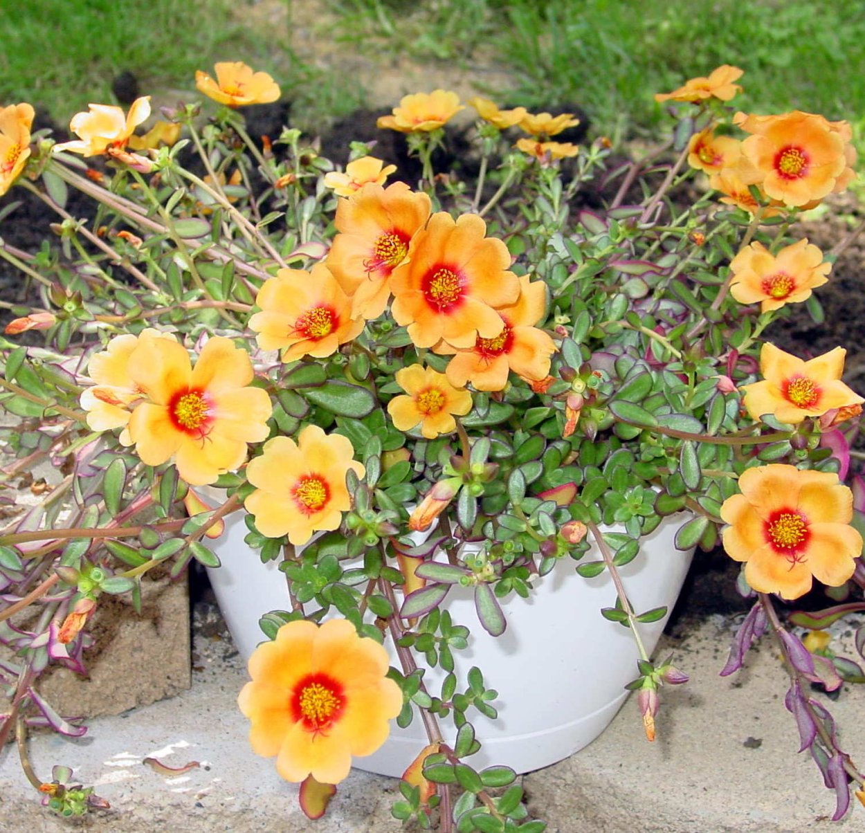 Клематис и портулак вместе для прикрытия корней