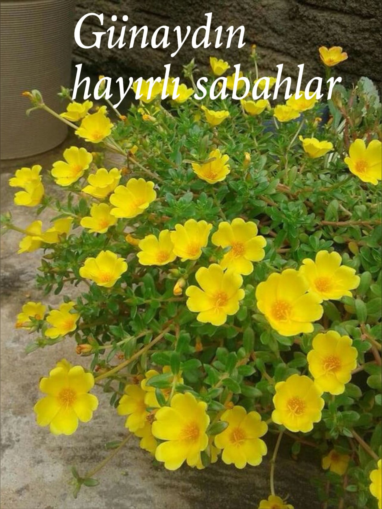 Портулак цветок рисунок