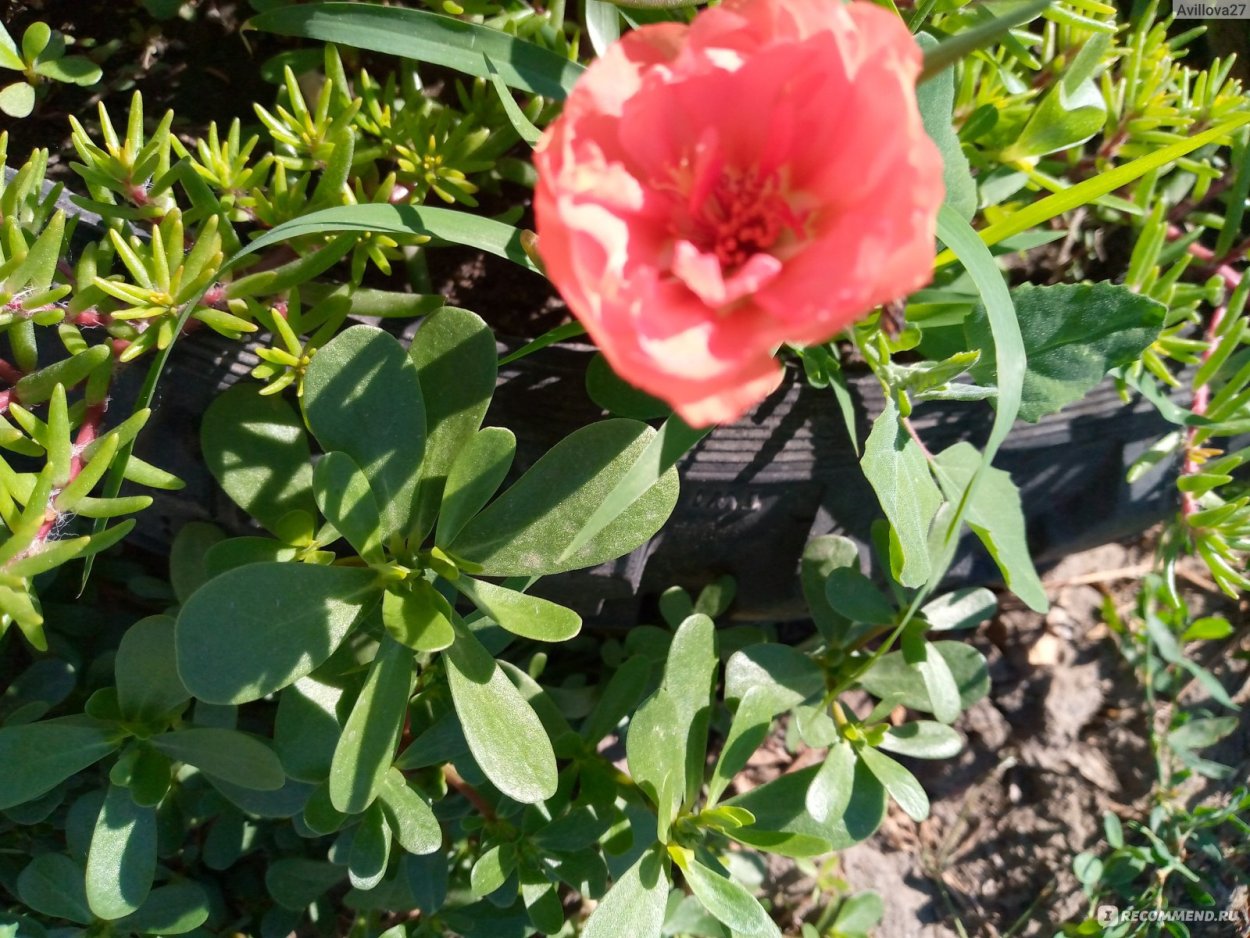 Трава портулак огородный