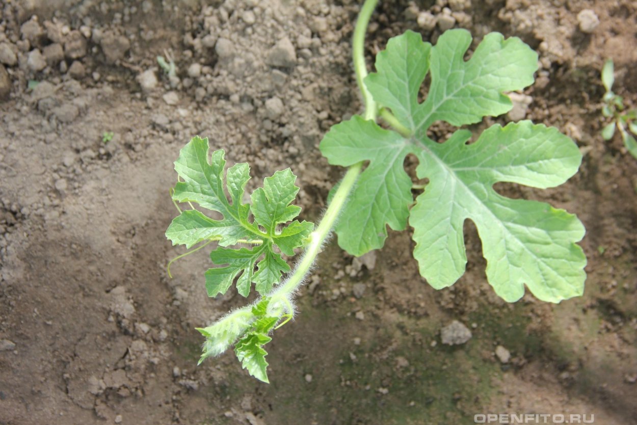 Ботва арбуза