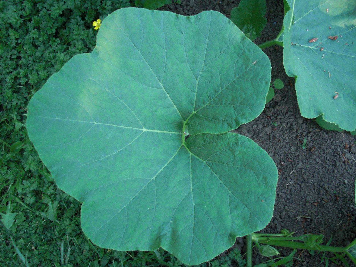 Антракноз инжира