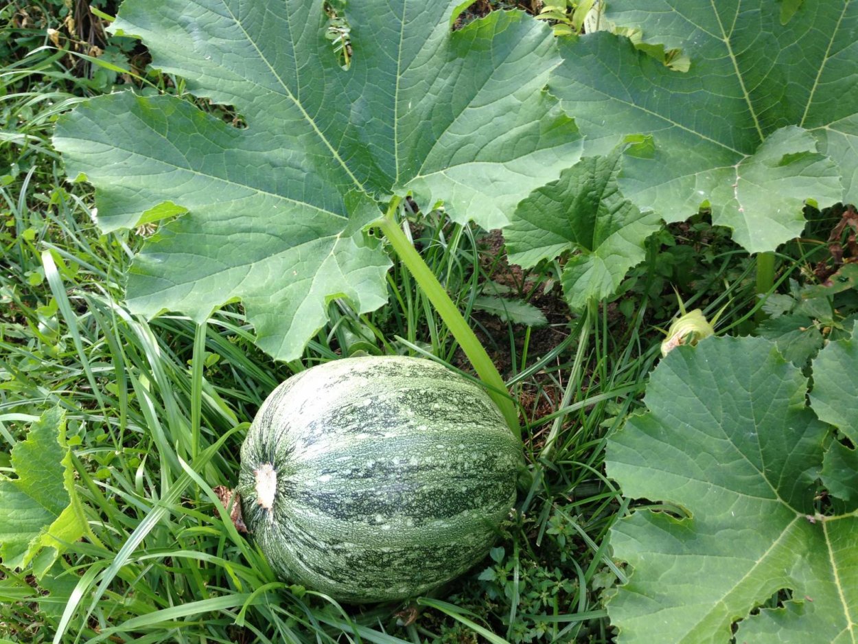 Лист арбуза вектор