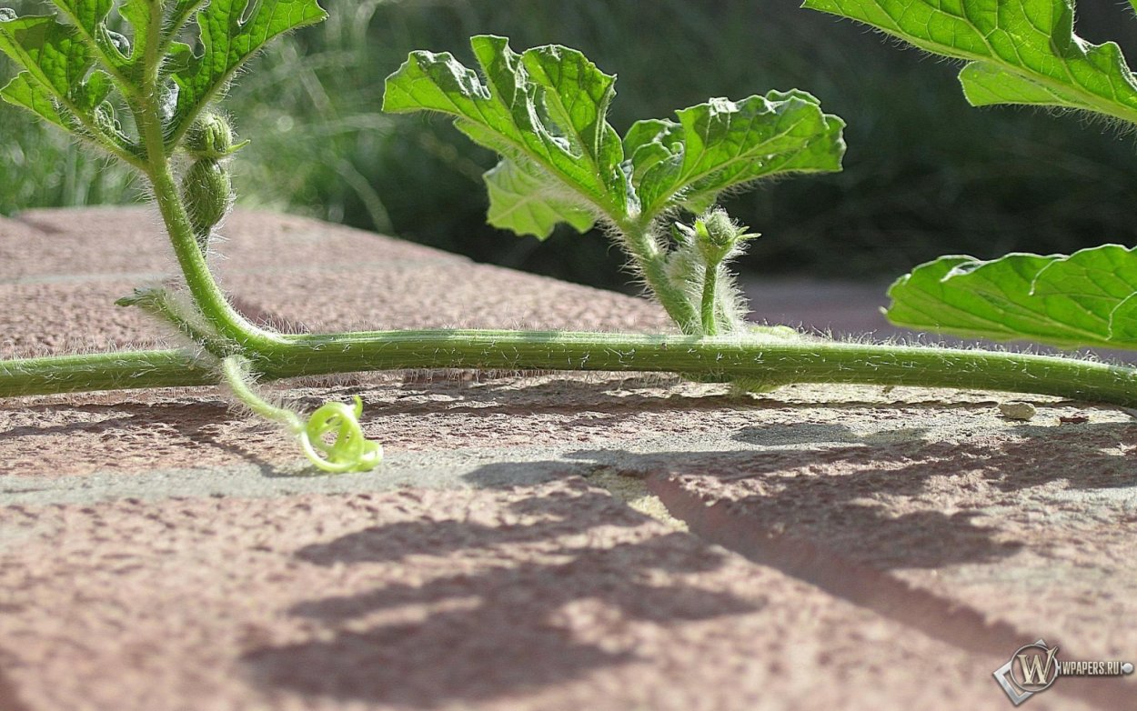 Плеть арбуза