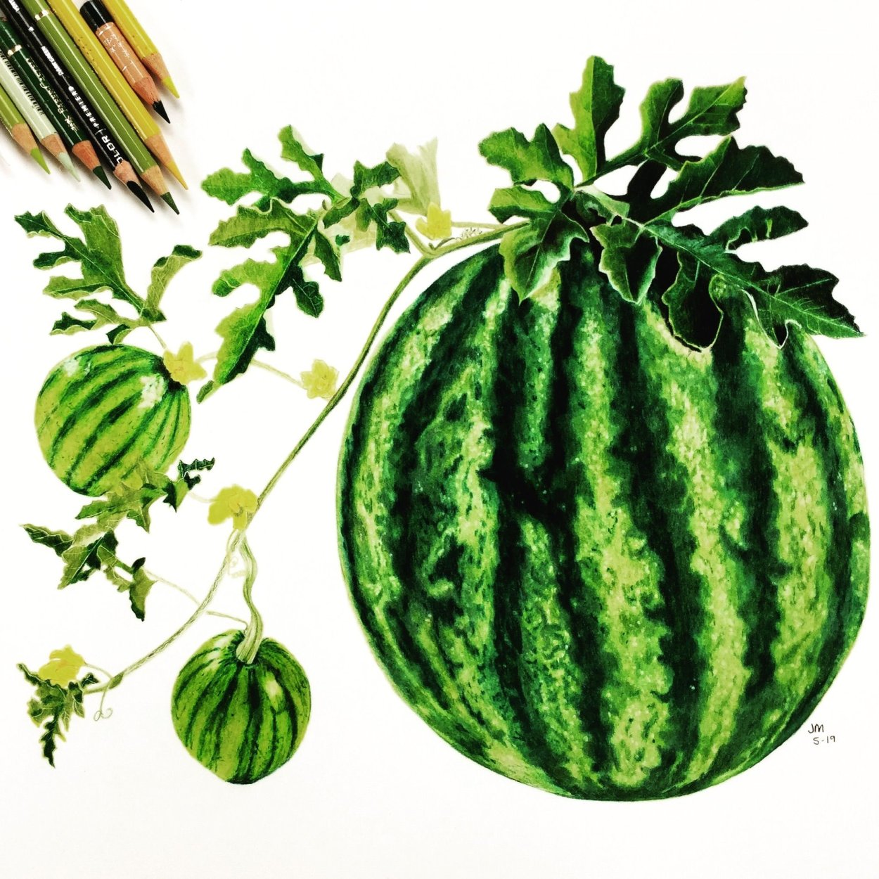 Заболевания арбуза