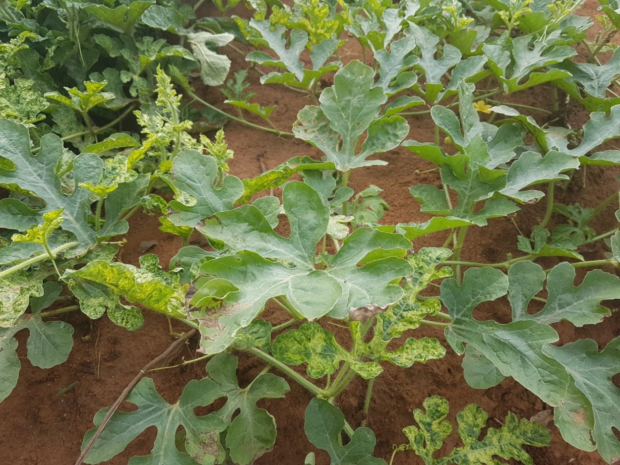 Листья арбузов