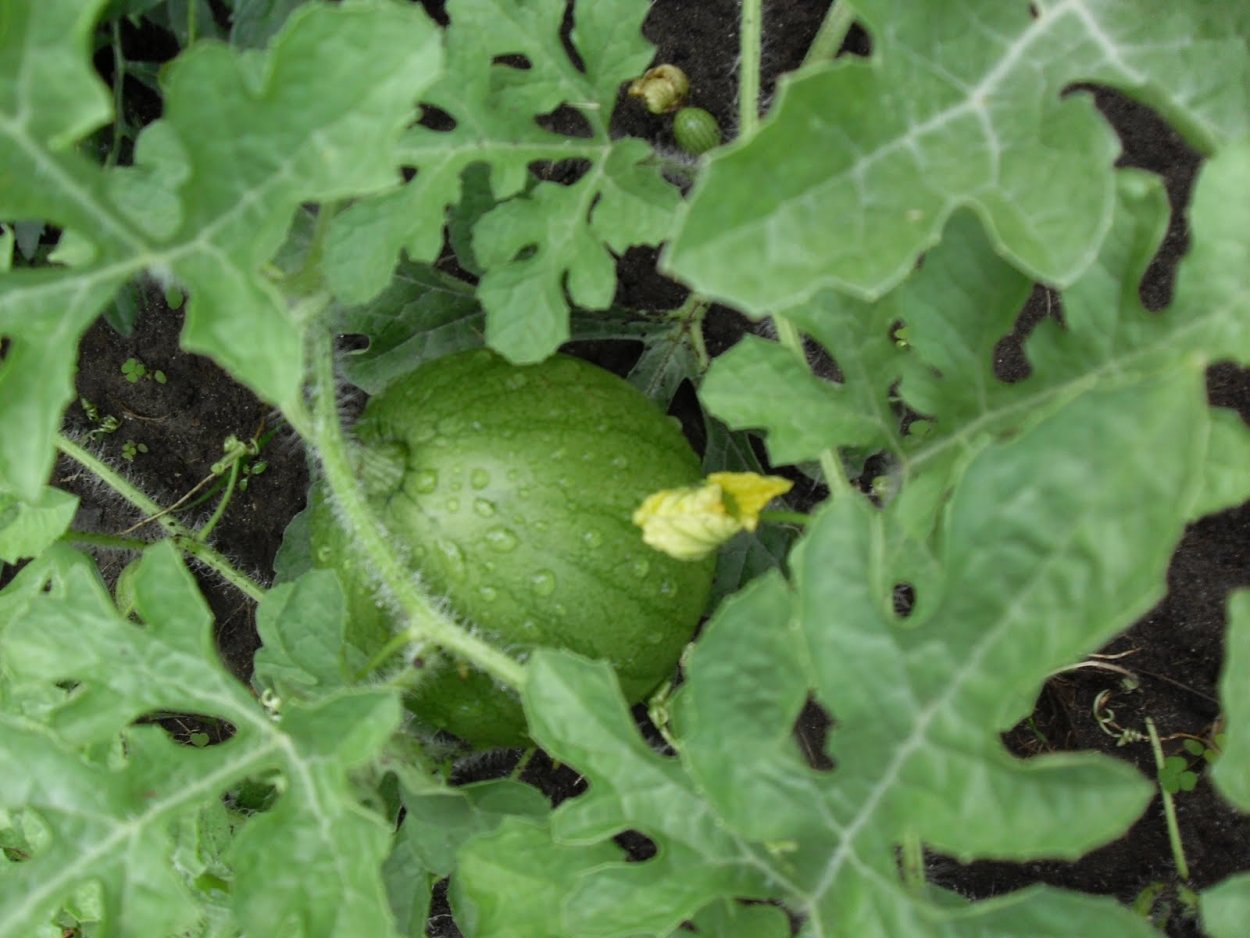 Листья бахчевых