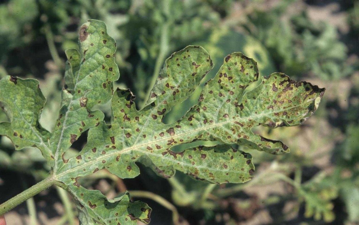 Мучнистая роса – Erysiphe cichoracearum