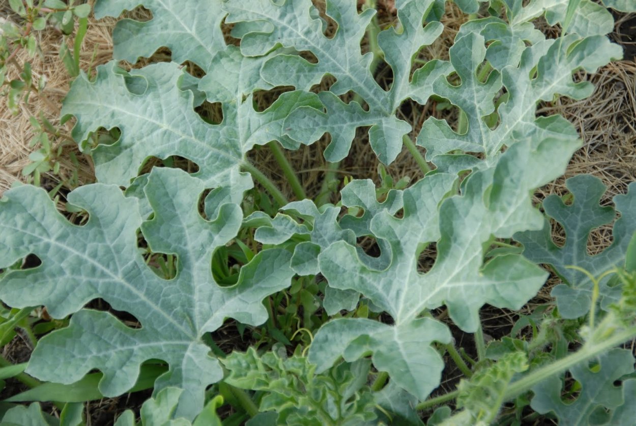 Арбуз (Citrullus lanatus)