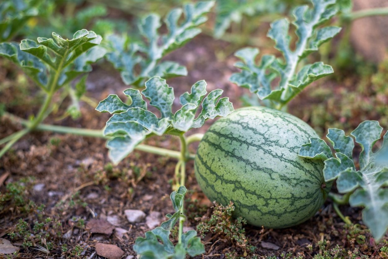 Leaves Watermelon